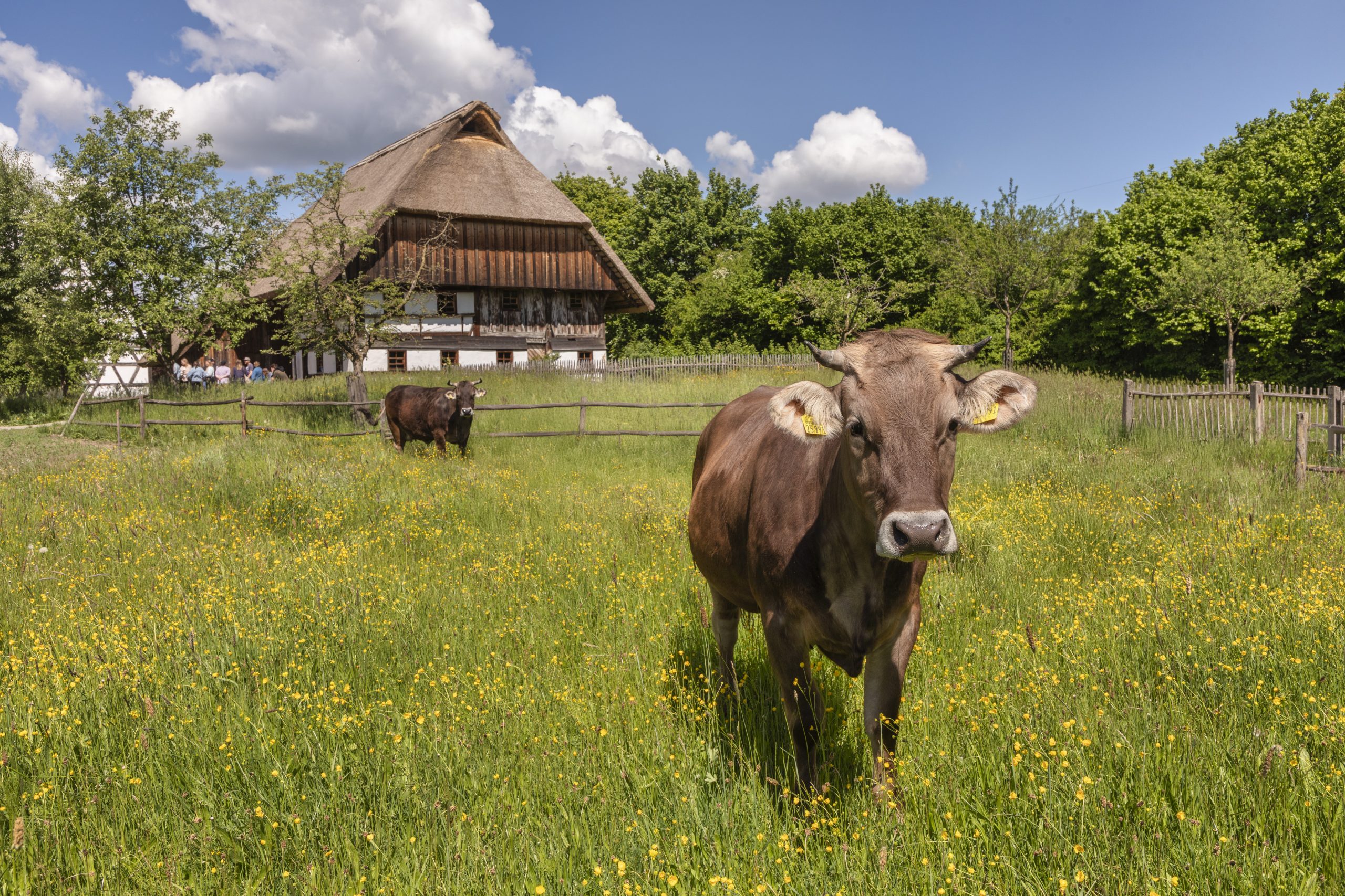 Zwei Rinder der Rasse Original Allgäu Braunvieh auf einer Wiese im Schwäbischen Freilichtmuseum Illbeuren, im Hintergrund ist die Sölde Honsolgen mit Strohdach zu sehen