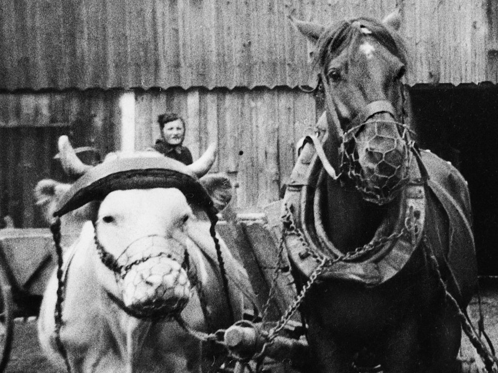 Historische Schwarz-Weiß-Aufnahme: Ein Ochse und eine Kuh sind eingespannt. Beide tragen einen Maulkorb.